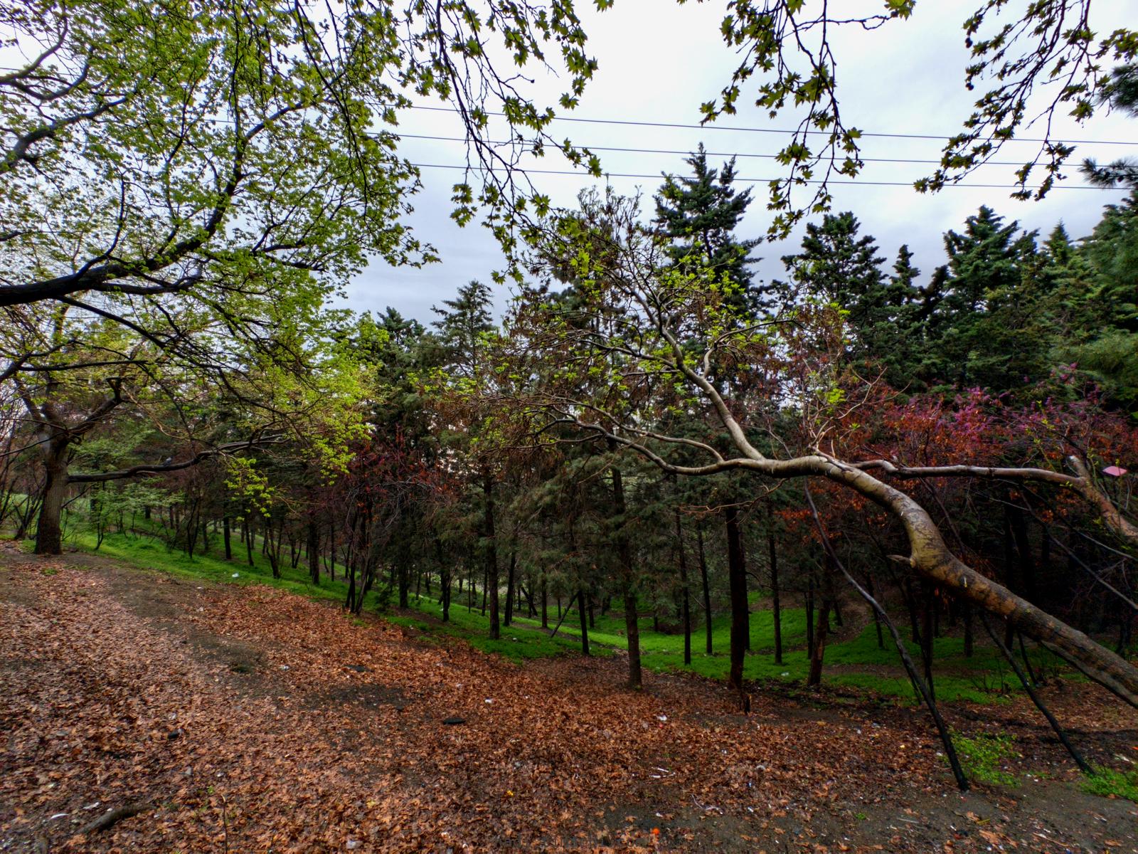 20250405T062633--Tehran on a rainy day viewed from Shiyan Forest Park__sky_spring